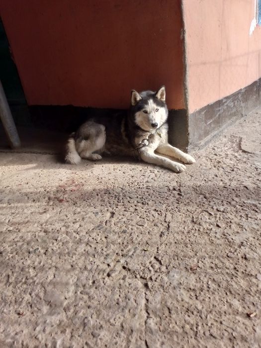 Ищу собаку хаски мальчика для вязки