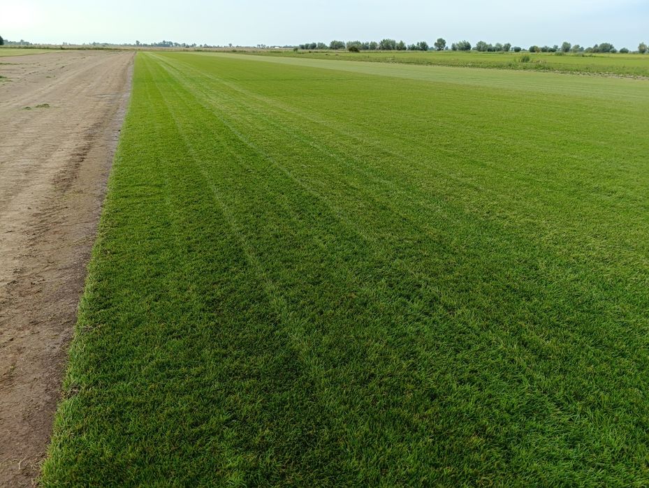 Trawa z rolki - Producent Garden Grass
