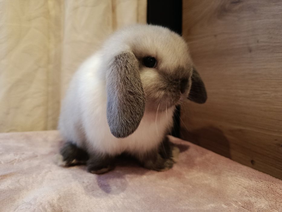 Mini lop samczyk królik króliczek baranek seal point