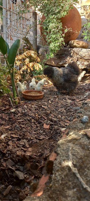 Sedosas do japao  barbudas