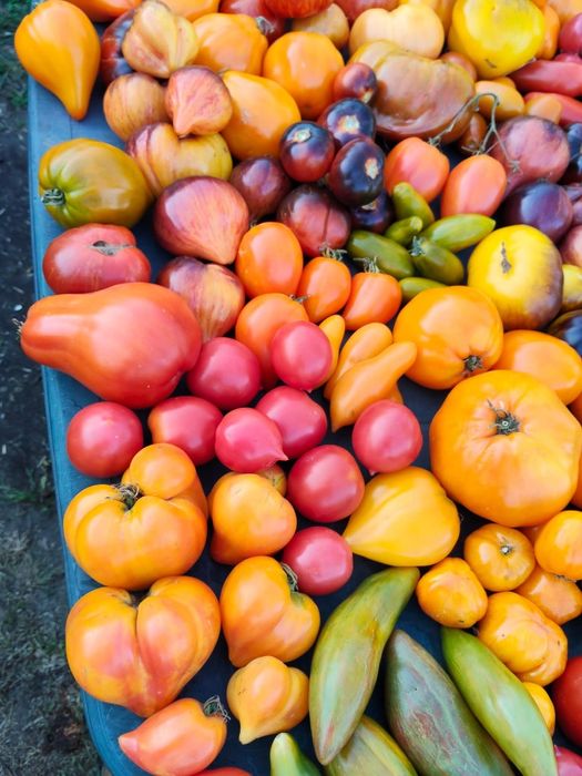 Nasionka kolekcjonerskie