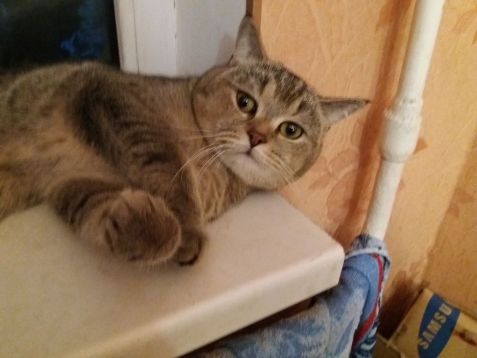 Кот золотая тикированная шиншилла