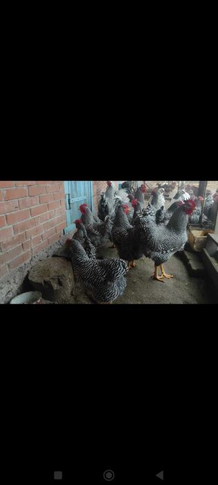 Кури Аморкс інкубаційне яйце.