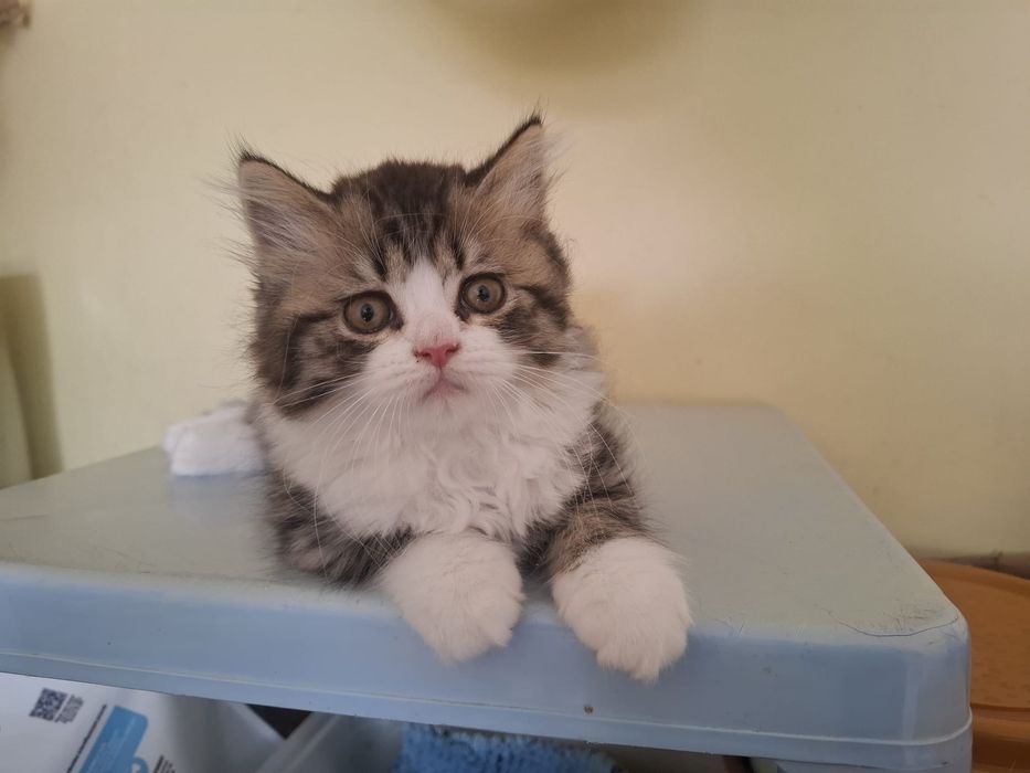 Gatinho Scottish Straight