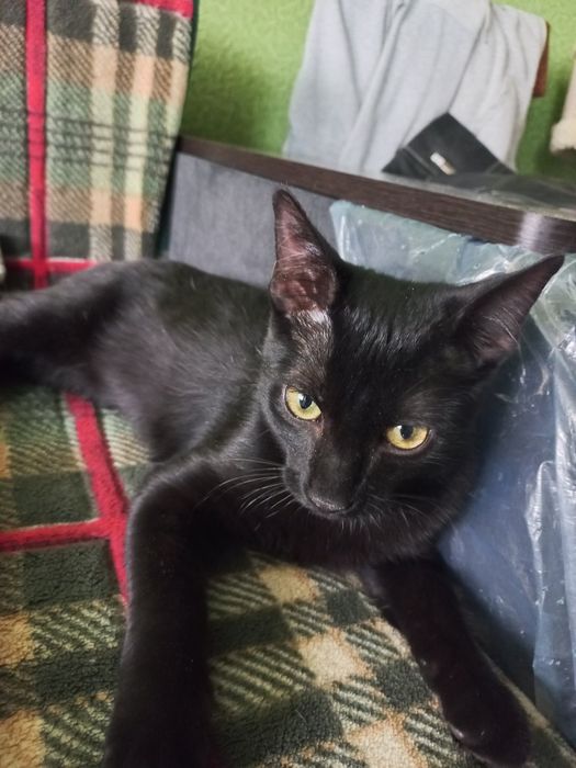 Кошеня шукає відповідальну родину