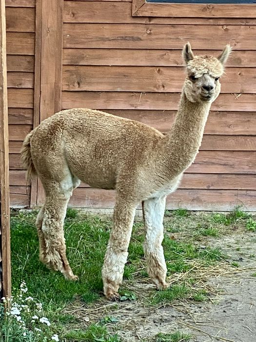 Alpaka, alpaki  samica w ciąży sprzedam