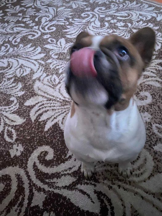 В'язка французького бульдога