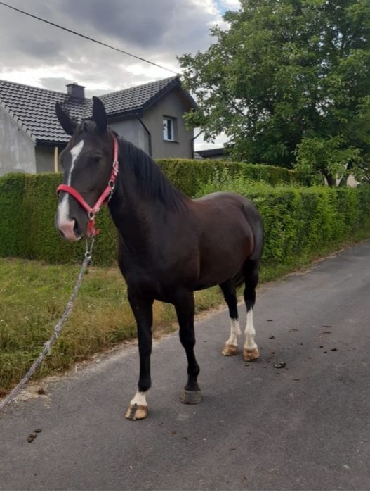 Klacz śląska rolett