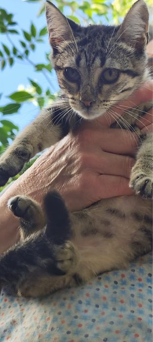 Adoção Responsavel - Gata Bebé