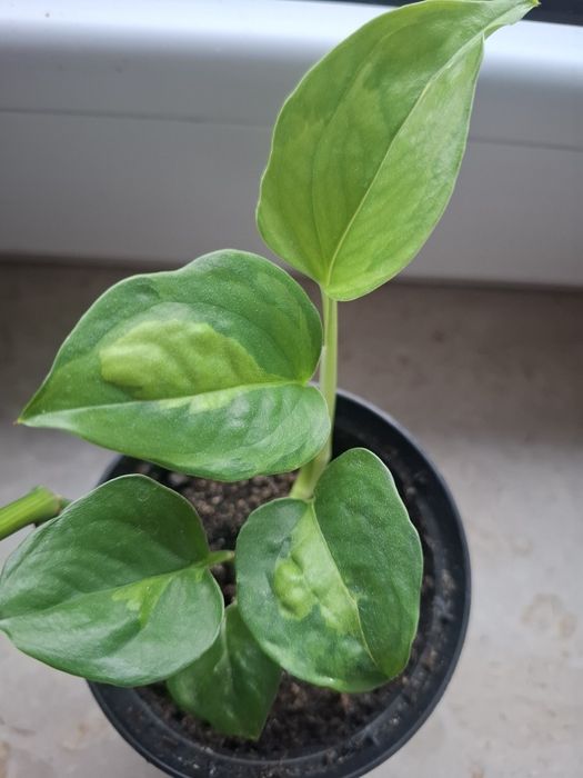 Scindapsus global green