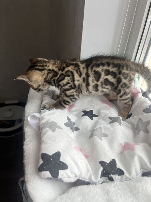 Бронювання бенгальських кошенят