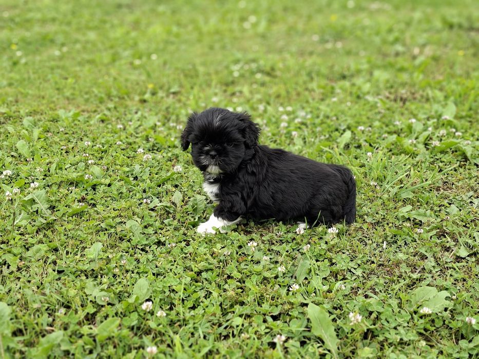 Shih-tzu piesek wyjatkowy