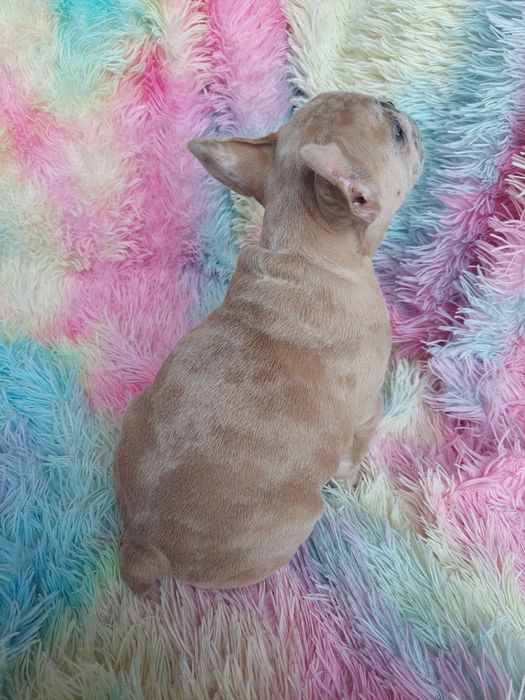Buldog francuski lilac fawn merle Rocky