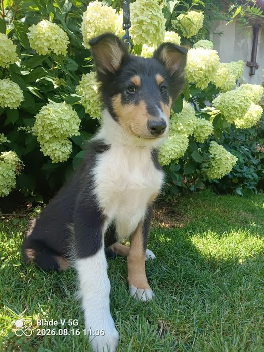 Owczarek szkocki collie