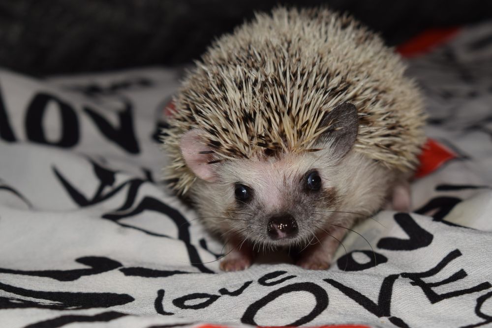 Jeż jeże pigmejskie Hodowla kujaki Słodziaki  książeczka zdrowia