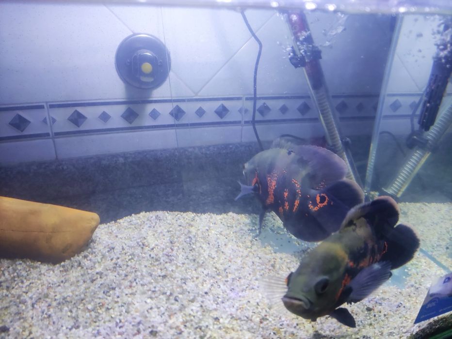 Oscar com cerca de 20 cm