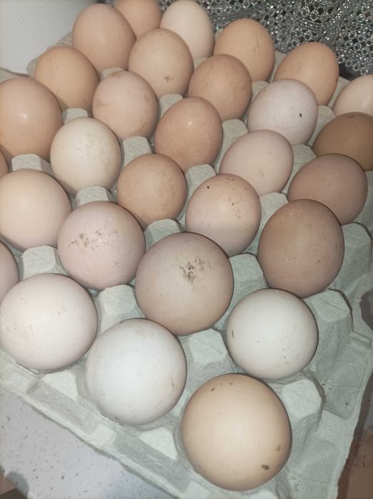 Jajka wiejskie.                            .