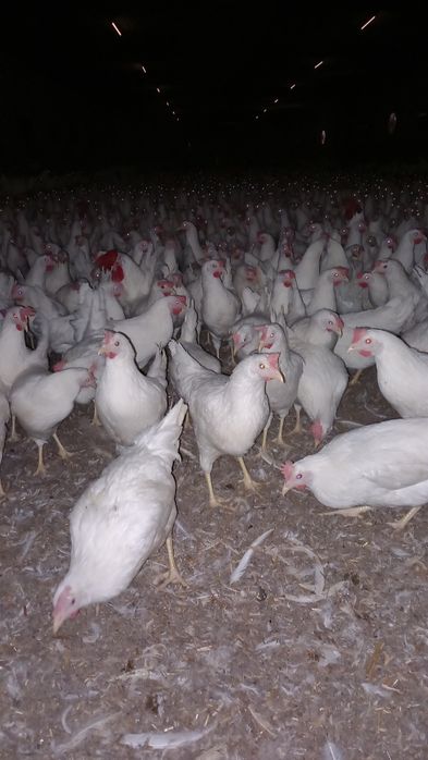 Kury Nioski Leghorn 24 tygodnie! Wysyłka od 10 sztuk!