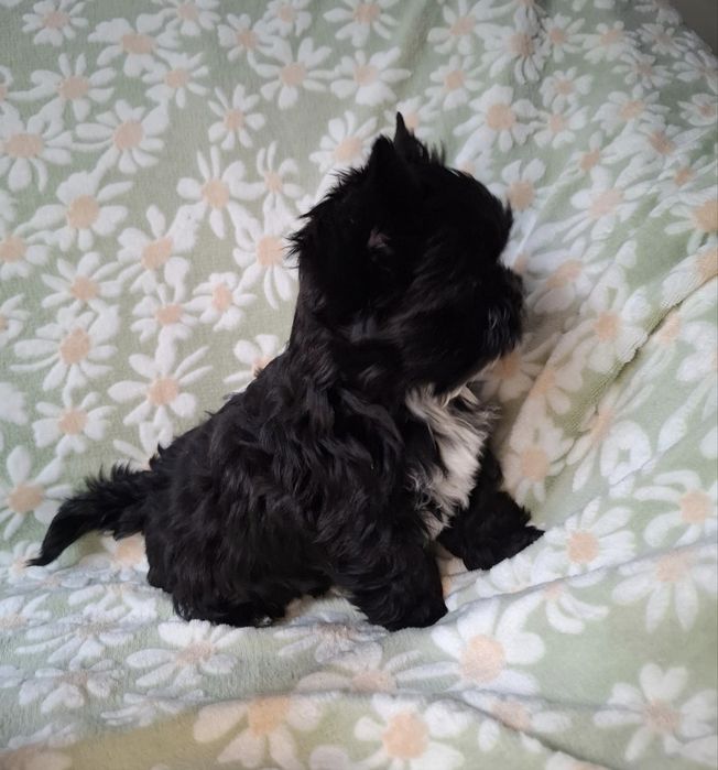 Yorkshire Terrier Black CUKIERECZKI Suczki