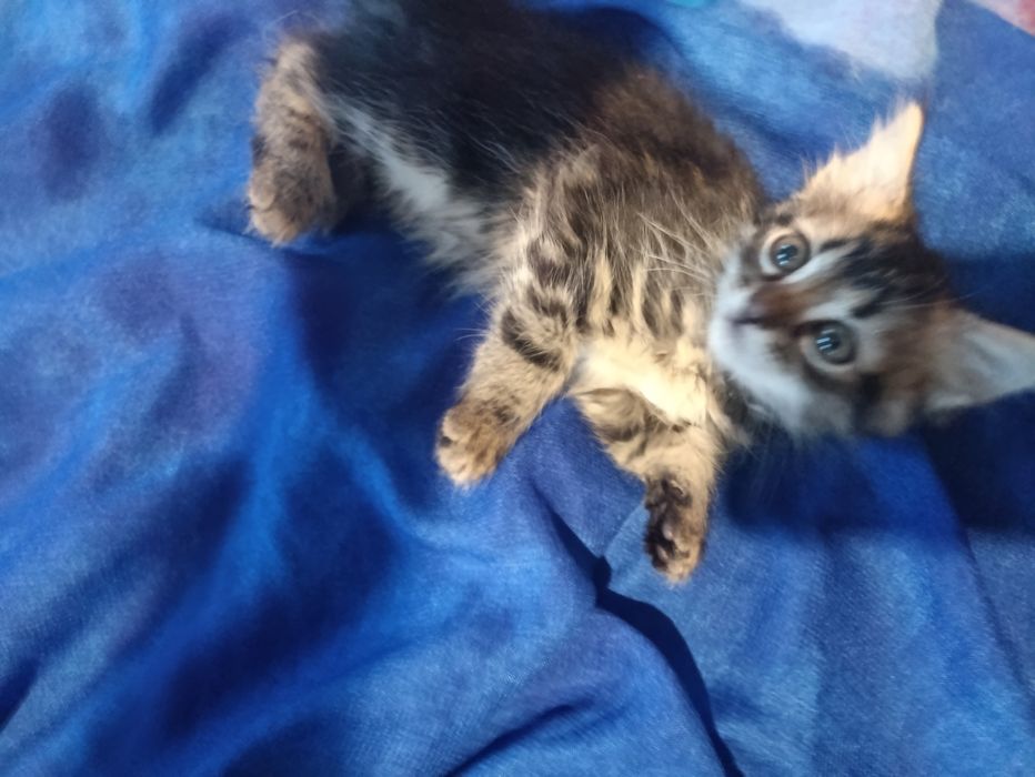 Віддам кошенятко в добрі руки