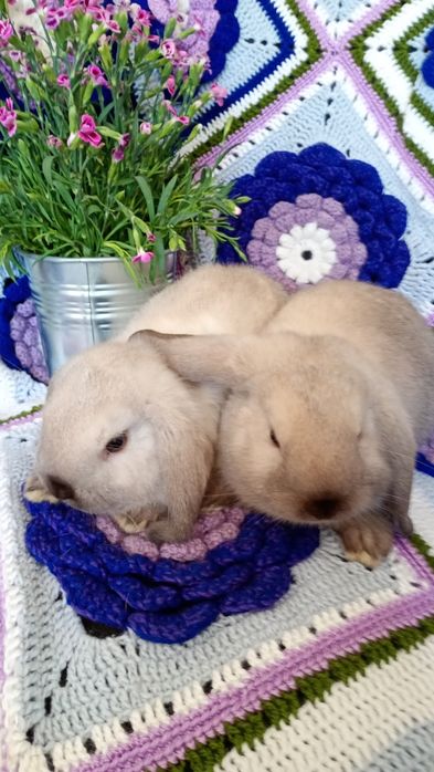 Karzełek Baranek Syjamski Mini Lop