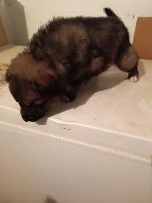 Отдам щенков в добрые руки