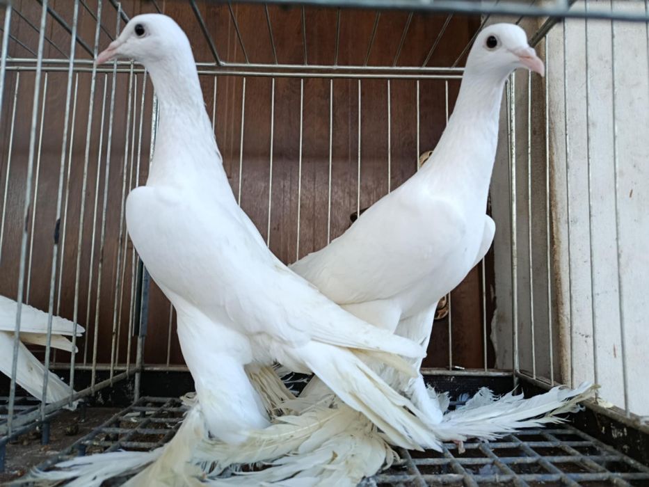 Bociany dolnośląskie para i samica