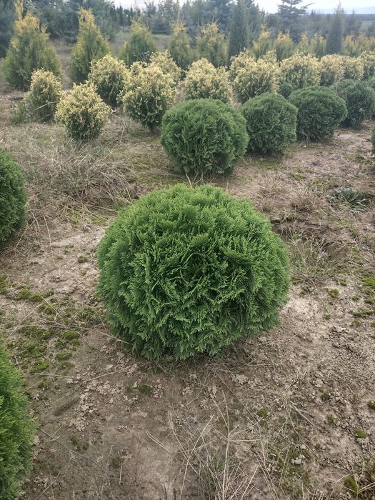 Tuja szmaragdowa 180 cm 45 zł. Gwarancja