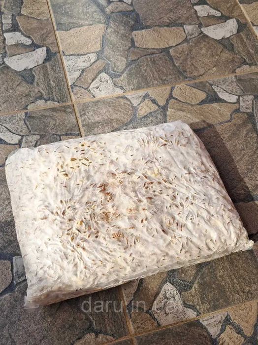 Міцелій грибів Герицій гребінчастого, їжовик (Hericium erinaceus) 1 кг