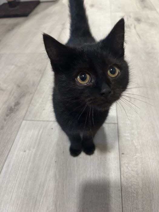 Віддам котика 2.5 місяці  в добрі руки в люблячу сімю. Хорошого друга.