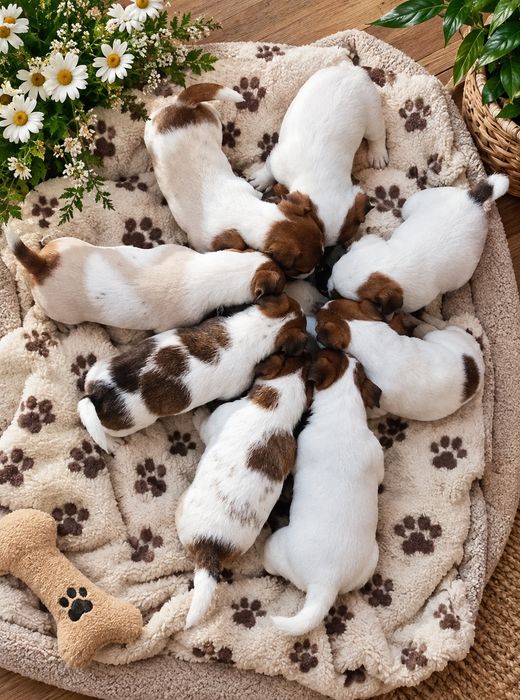 Продам  солоденьких  малюків Джек Рассела!