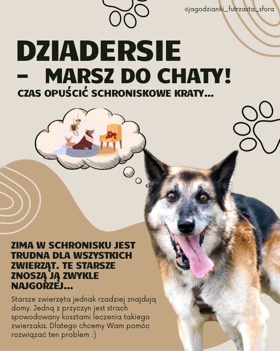 Lucek szuka domu