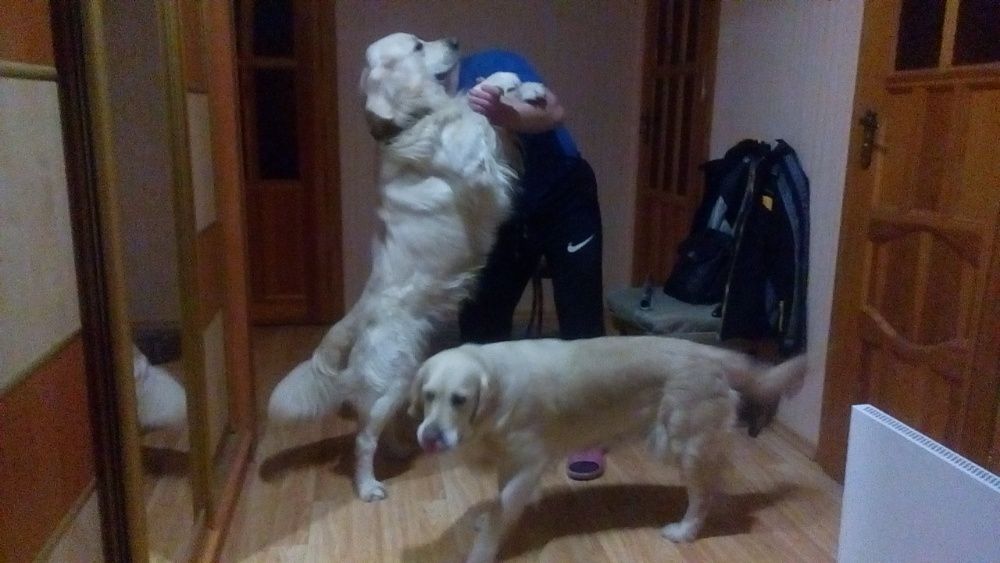 Золотистий ретривер.В'язка.