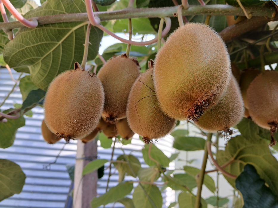 Kiwis verde de qualidade