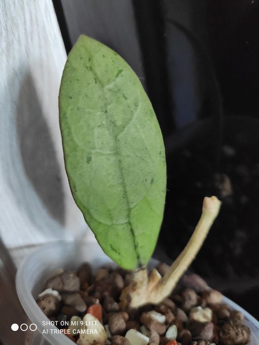 Hoya hoja  aff lamblii full silver Unikat
