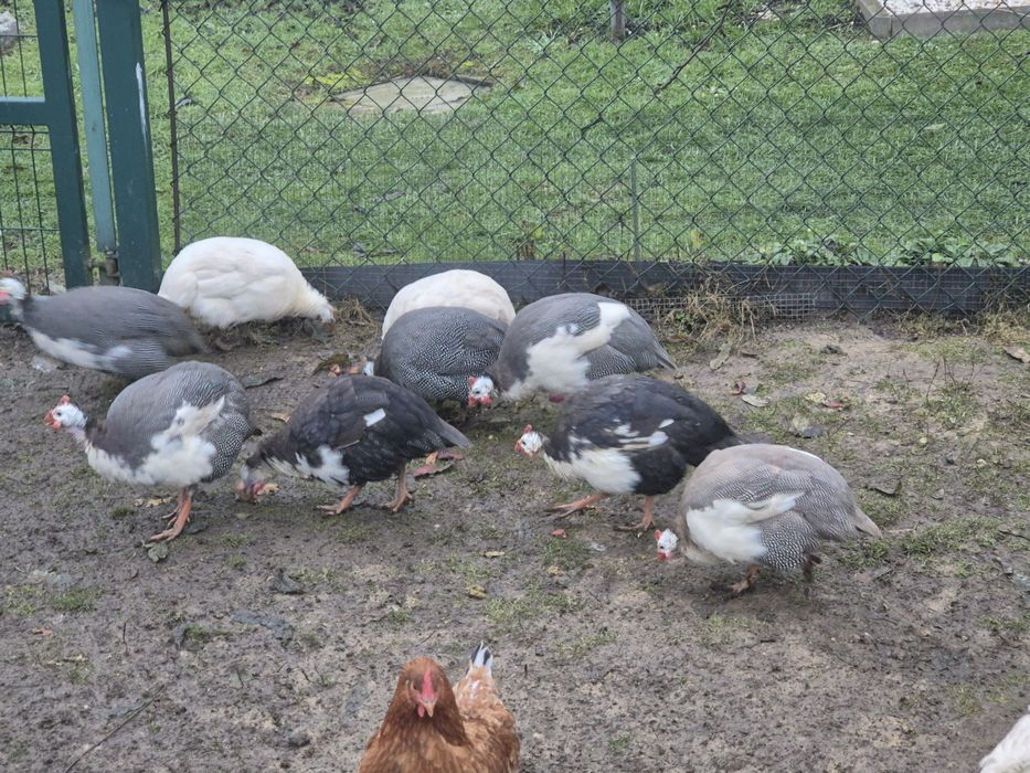 Sprzedam koguty perliczki