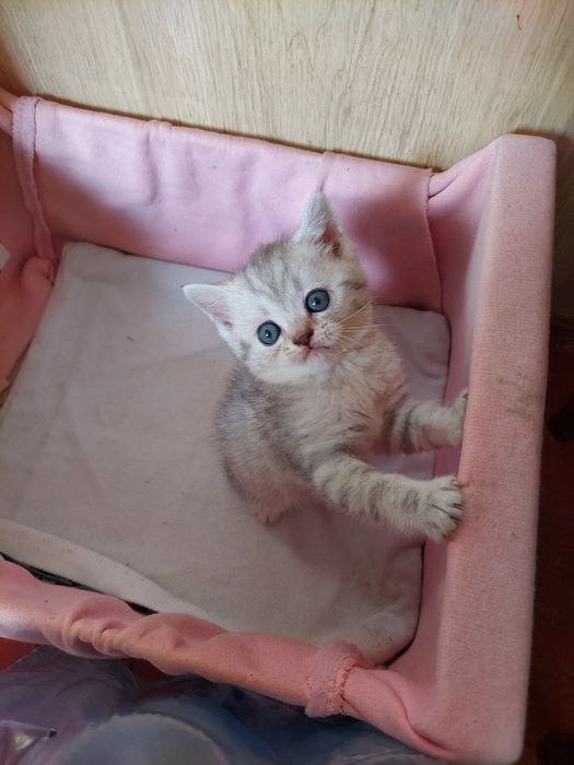 Шотландці,Британці,кошенята, шиншила,серебро , котята
