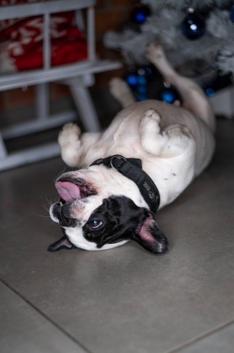 Buldog francuski Didi szuka domu