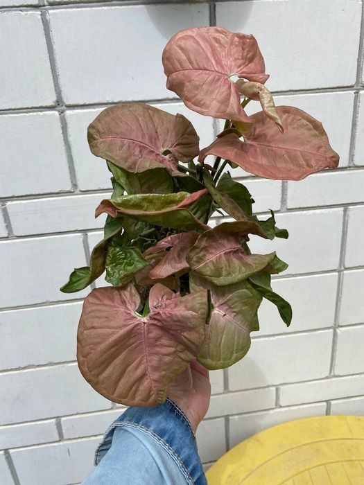 Сингониум Неон Пинк