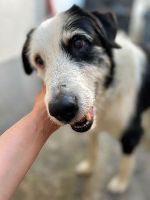 Cão para adoção responsável
