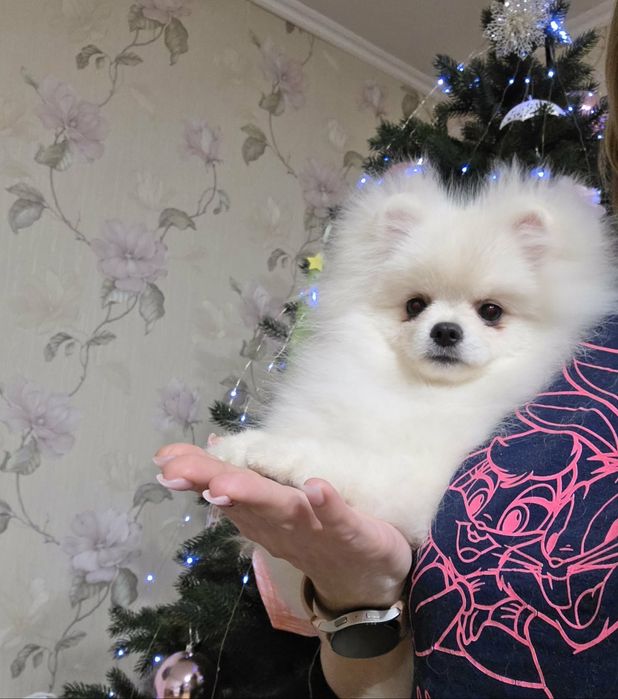 Неймовірні красунчики.