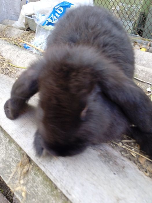 Кролики самец французский баран