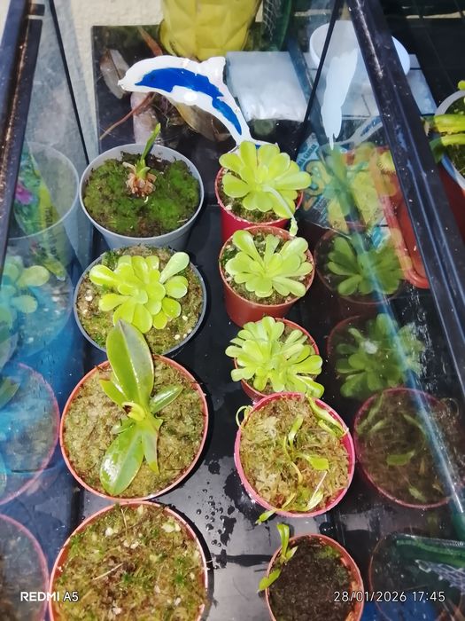 Plantas Carnívoras