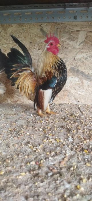 Galinhas raça Serama/Ovos