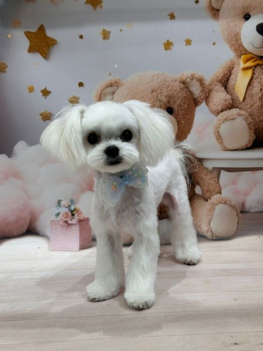 Maltańczyk UCI maleńka suczka