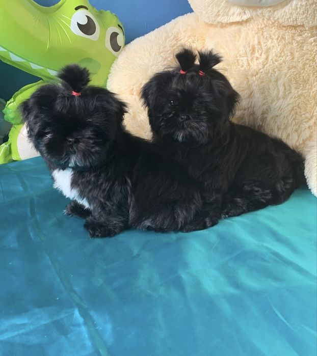 Ши тцу дівчата та хлопці різних кольорів