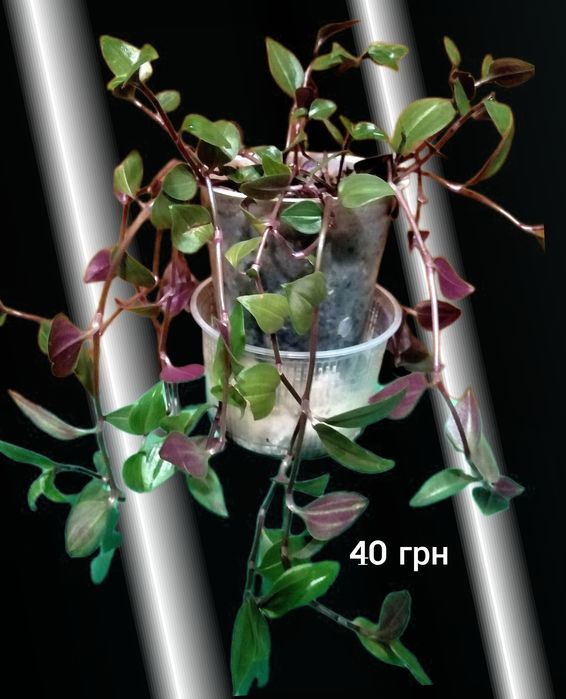 Комнатное растение-традесканция белоцветковая