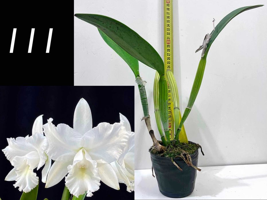 Орхідея Dgmra. Winter Wonderland ‘White Fairy’ та білі катлеї