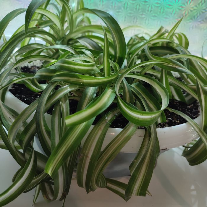 Цветок Хлорофитум кучерявый