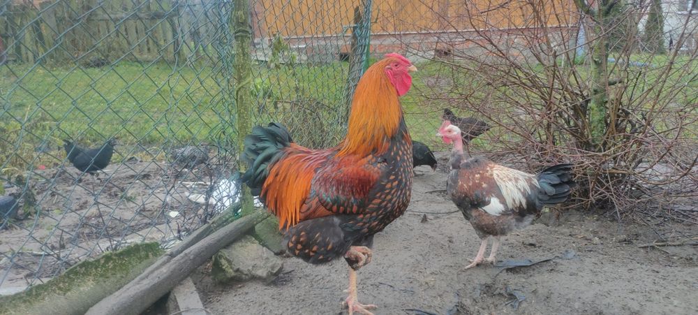 Sprzedam kury i koguty